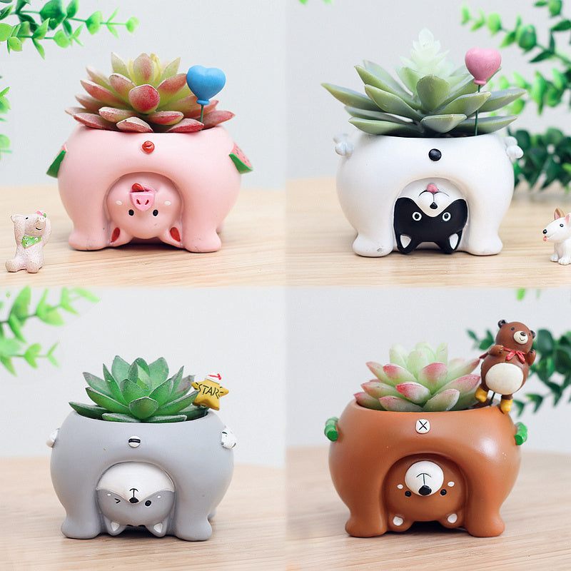 Premium Come and see the world's succulent plant pots
