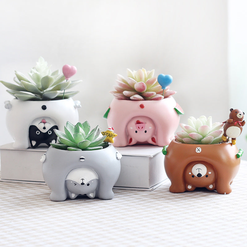 Premium Come and see the world's succulent plant pots