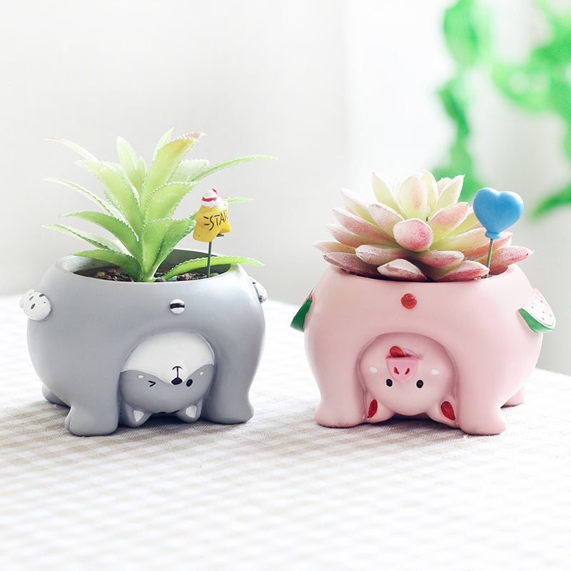 Premium Come and see the world's succulent plant pots