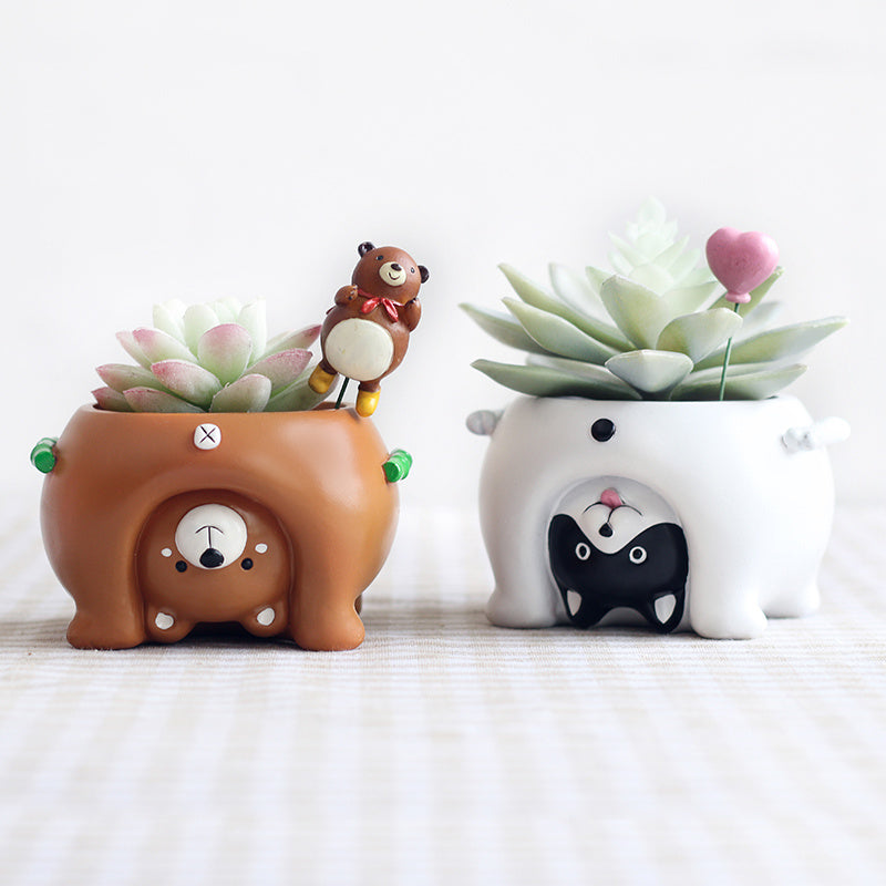 Premium Come and see the world's succulent plant pots