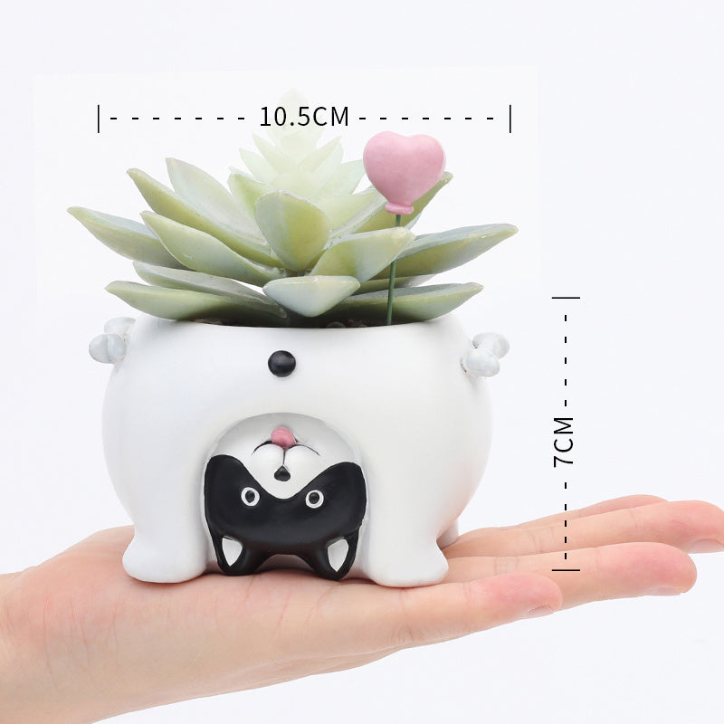 Premium Come and see the world's succulent plant pots